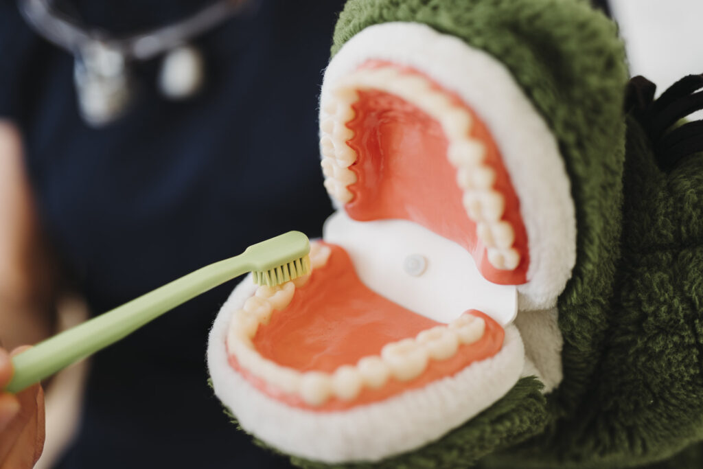 Zahnputztechnik wird mit Zahnbürste an einer Plüsch-Handpuppe mit Gebissmodell gezeigt, Kinderzahnarzt in Borsdorf bei Leipzig